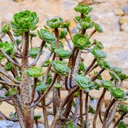 Aeonium