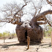 Boab Prison Tree, Australia