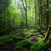 Białowieża Forest, Poland/Belarus