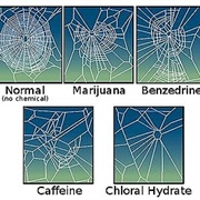 Spiders on Drugs