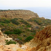 Torrey Pines State Reserve