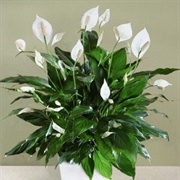 Peace Lily