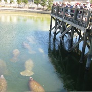 Big Bend Power Plant Manatee Observation