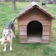 Build a Dog House