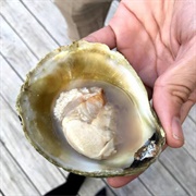 Bluff Oysters