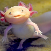 Axolotl