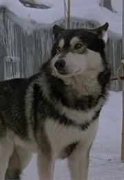 Kennel Thing From the Thing (1982)