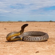 Inland Taipan (Most Venomous Snake)