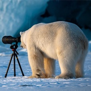 Polar Bear Photo Shoot