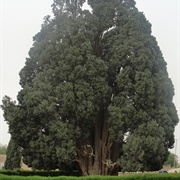 Sarv-E Abarkuh, Iran