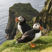 Hermaness National Nature Reserve, Shetland, Scotland