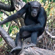A Hominidae