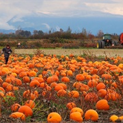 Visit a Pumpkin Patch