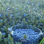 Wild Blueberry Fields, Maine