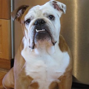 Owned by an English Bulldog