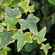 English Ivy