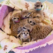 Meerkat Friends Cafe