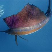 Sailfish (Fastest Marine Animal)