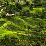 Nuwara Eliya, Sri Lanka