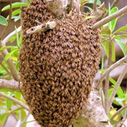 Hive