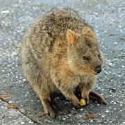 Rottnest Island