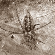 The Philosopher's Stone and the Graveyard of the Immortals