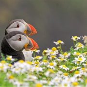 Skomer Island, Wales