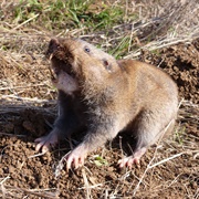 Western Pocket Gophers