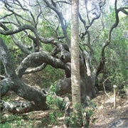Green Mound State Architectural Park