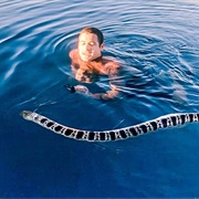 Sea Snake