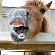 Straight From the Horse's Mouth