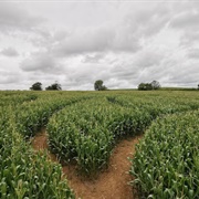 The Cornish Maize Maze and Fun Farm