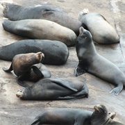 Sea Lions at Port of Ensenada