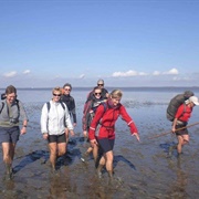 Mudflat Walking in the Wadden Sea, Netherlands