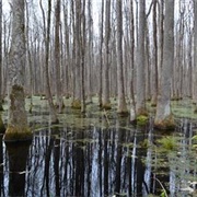 Bear Creek Swamp