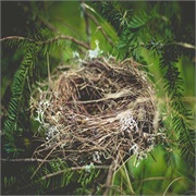Nests