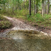 Carvers Creek State Park