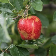 Ugly Gala Apple
