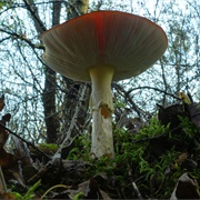 Mushroom Foraging in the Baltics and Eastern Europe