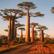 Avenue of the Baobabs, Madagascar