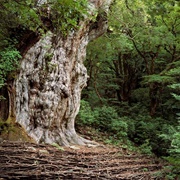 Jōmon Sugi, Yakushima, Japan