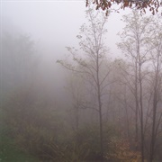 Can't See the Forest for the Fog