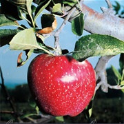 Stark Delicious Apple