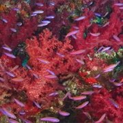 Rainbow Reef, Fiji