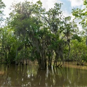 Honey Island Swamp Tours