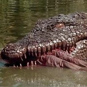 Toxic Crocodile - Killer Crocodile