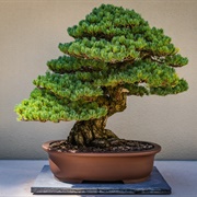 Grow and Cut a Bonsai Tree