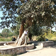 Mukuyu Slave Tree, Ndola, Zambia