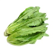 Indian Lettuce
