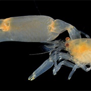 Snapping Shrimp